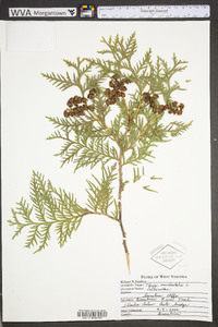 Thuja occidentalis image