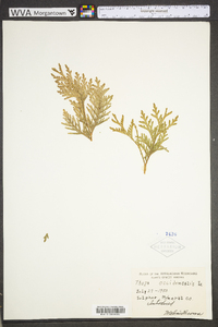 Thuja occidentalis image