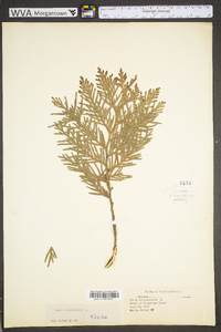 Thuja occidentalis image