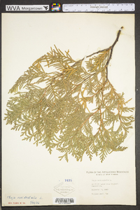 Thuja occidentalis image