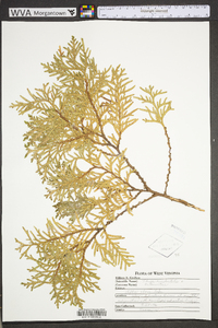 Thuja occidentalis image