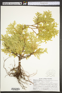 Thuja occidentalis image