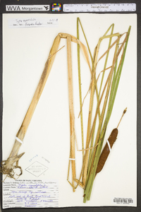 Typha angustifolia image