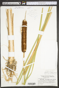 Typha ×glauca image