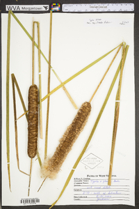 Typha ×glauca image