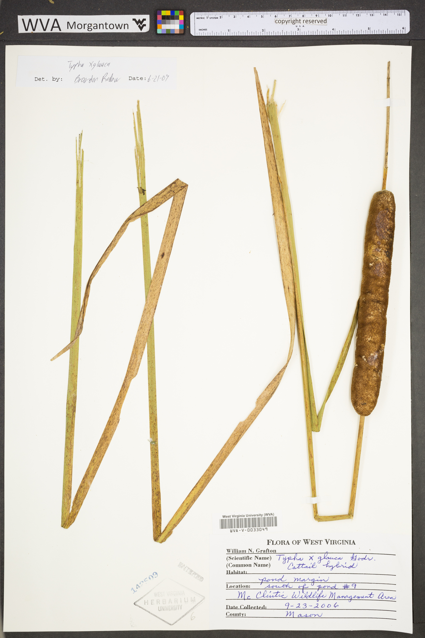 Typha ×glauca image