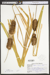 Typha ×glauca image