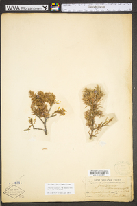 Juniperus communis var. depressa image