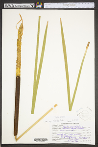 Typha angustifolia image