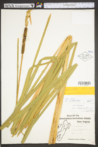 Typha angustifolia image