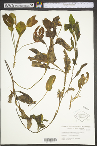 Potamogeton amplifolius image