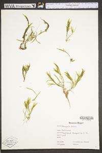 Potamogeton foliosus subsp. foliosus image