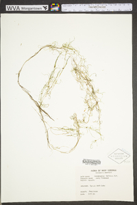 Potamogeton foliosus subsp. foliosus image