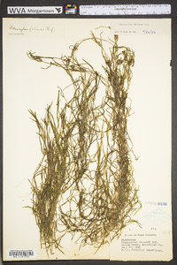 Potamogeton foliosus subsp. foliosus image