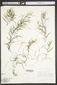 Potamogeton foliosus subsp. foliosus image