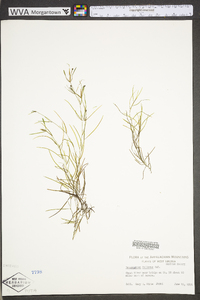 Potamogeton foliosus subsp. foliosus image