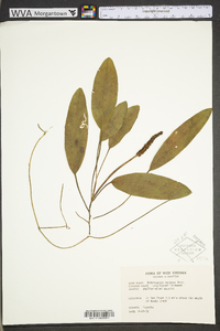 Potamogeton foliosus subsp. foliosus image