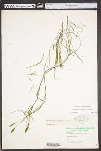 Potamogeton tennesseensis image