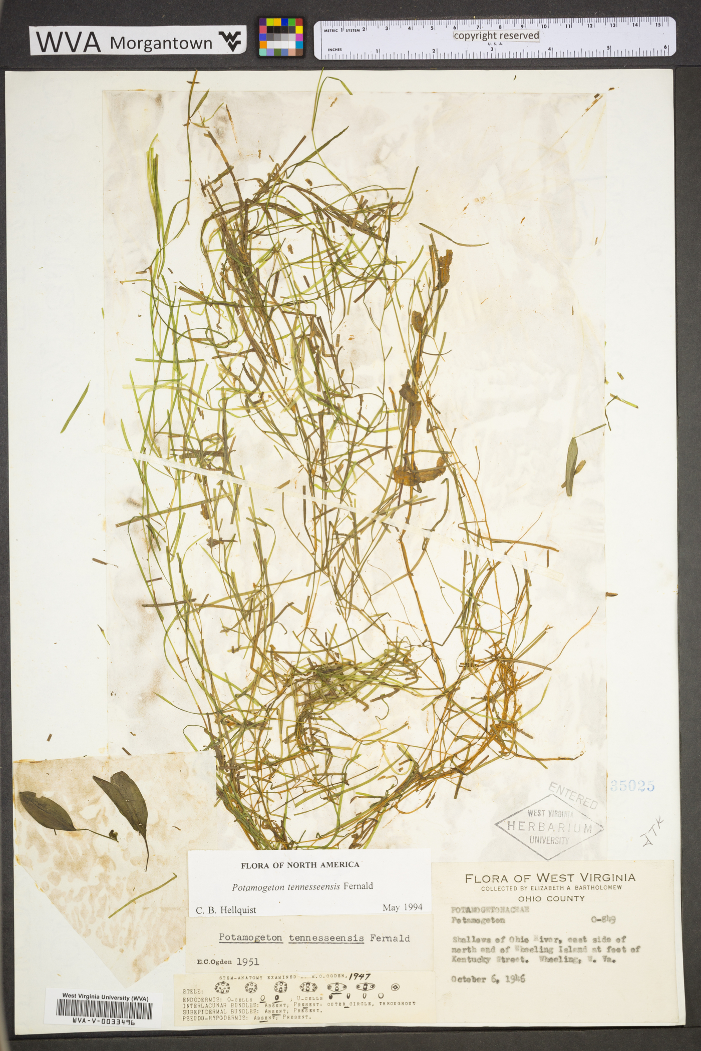 Potamogeton tennesseensis image
