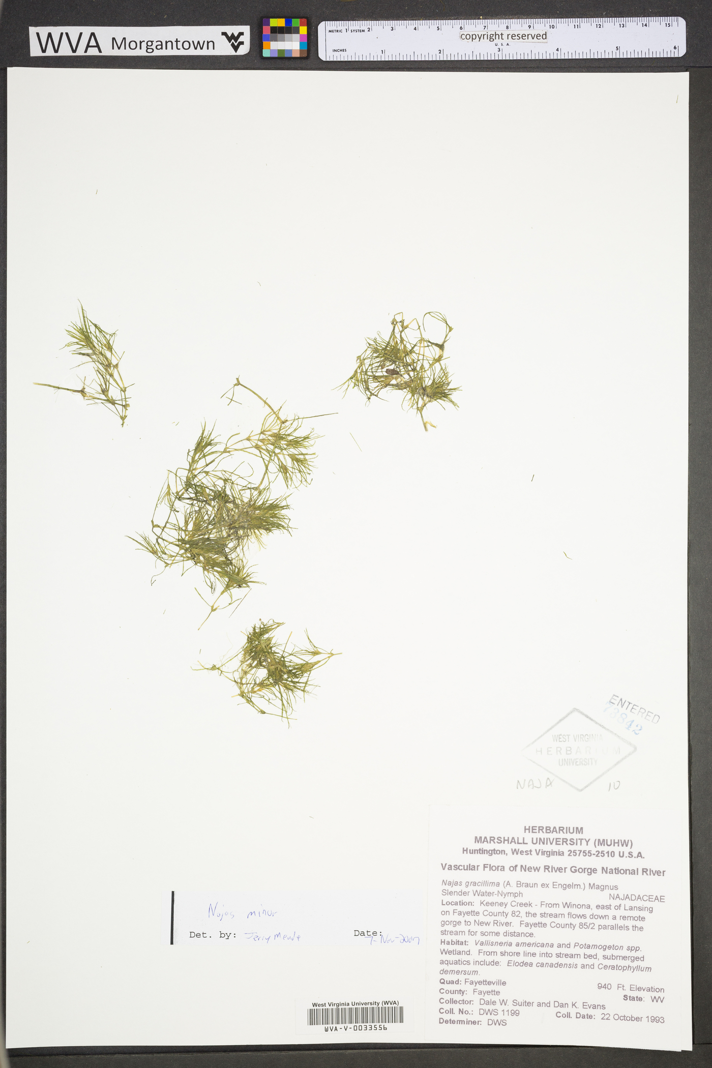 Najas gracillima image