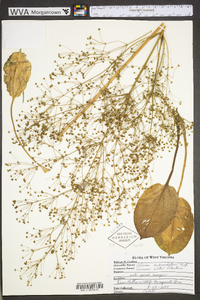 Alisma subcordatum image