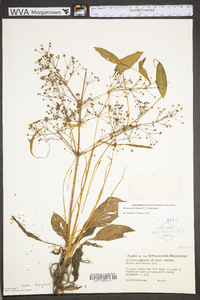 Alisma subcordatum image