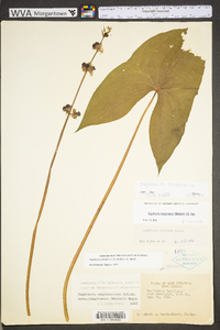 Sagittaria australis image