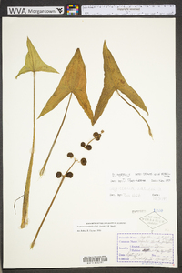 Sagittaria australis image