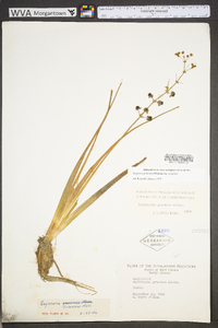 Sagittaria graminea var. graminea image