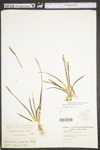 Sagittaria graminea var. graminea image