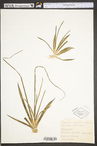 Sagittaria graminea var. graminea image