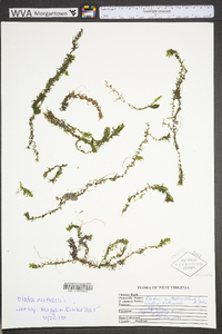 Elodea nuttallii image