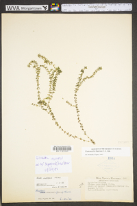 Elodea nuttallii image