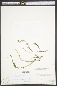 Elodea nuttallii image