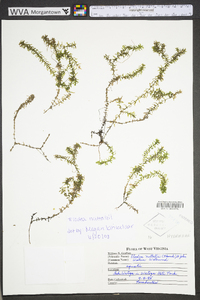 Elodea canadensis image