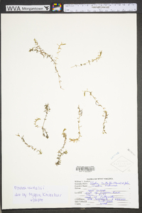 Elodea nuttallii image