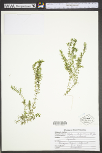 Elodea nuttallii image