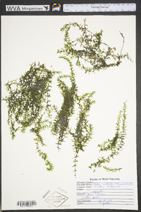 Elodea nuttallii image