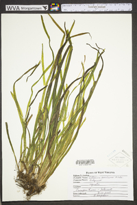 Vallisneria americana image