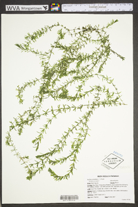 Hydrilla verticillata image