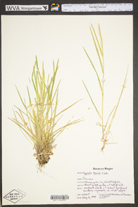 Agrostis capillaris image