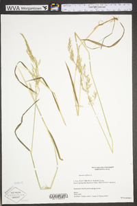 Agrostis capillaris image