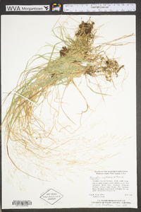 Agrostis capillaris image