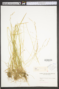 Agrostis capillaris image