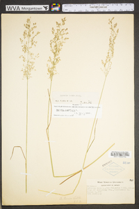 Agrostis capillaris image