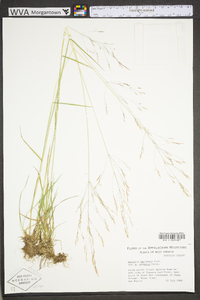 Agrostis mertensii image