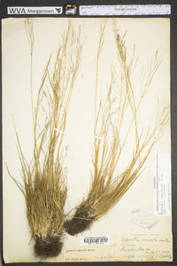 Agrostis mertensii image