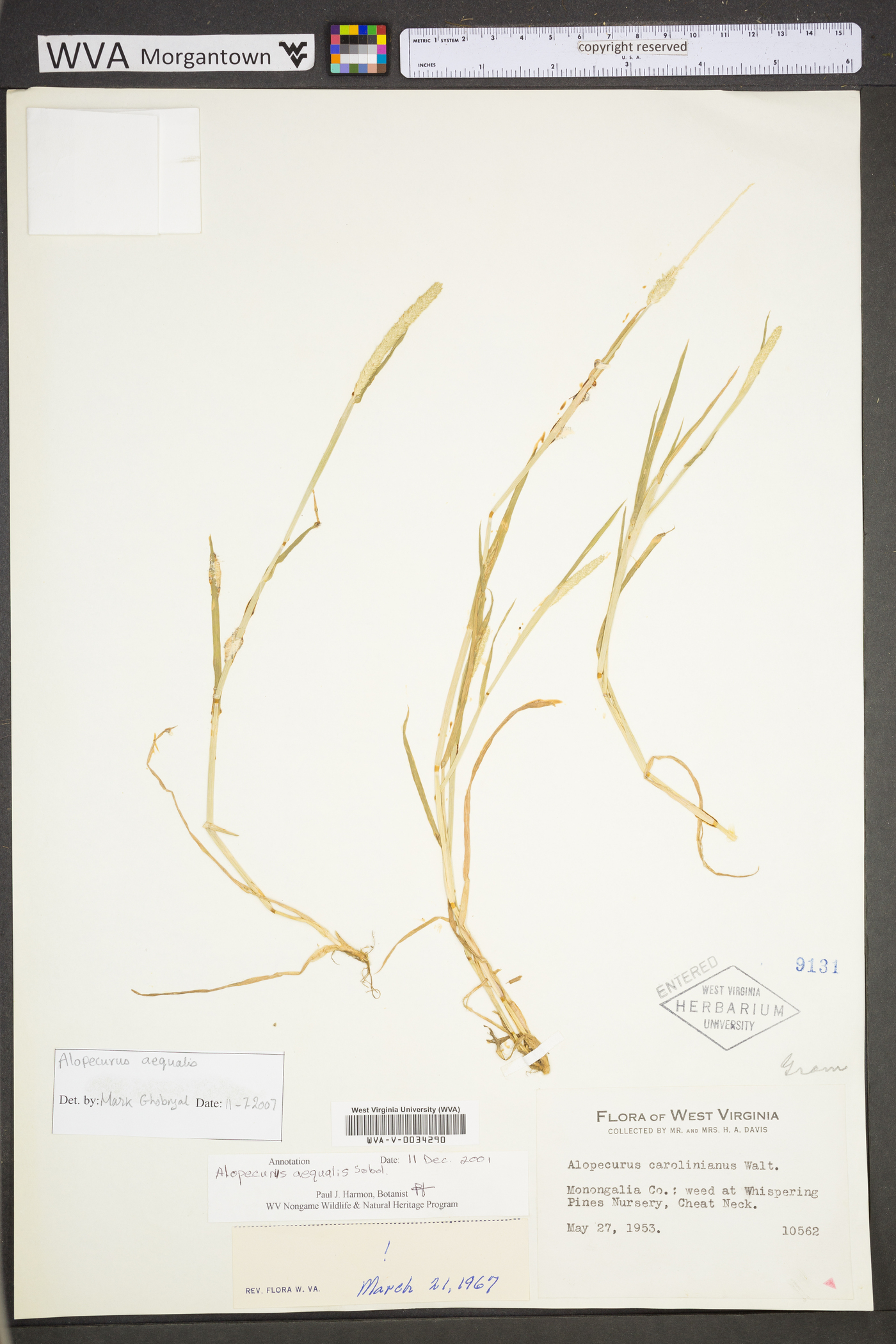 Alopecurus aequalis var. aequalis image