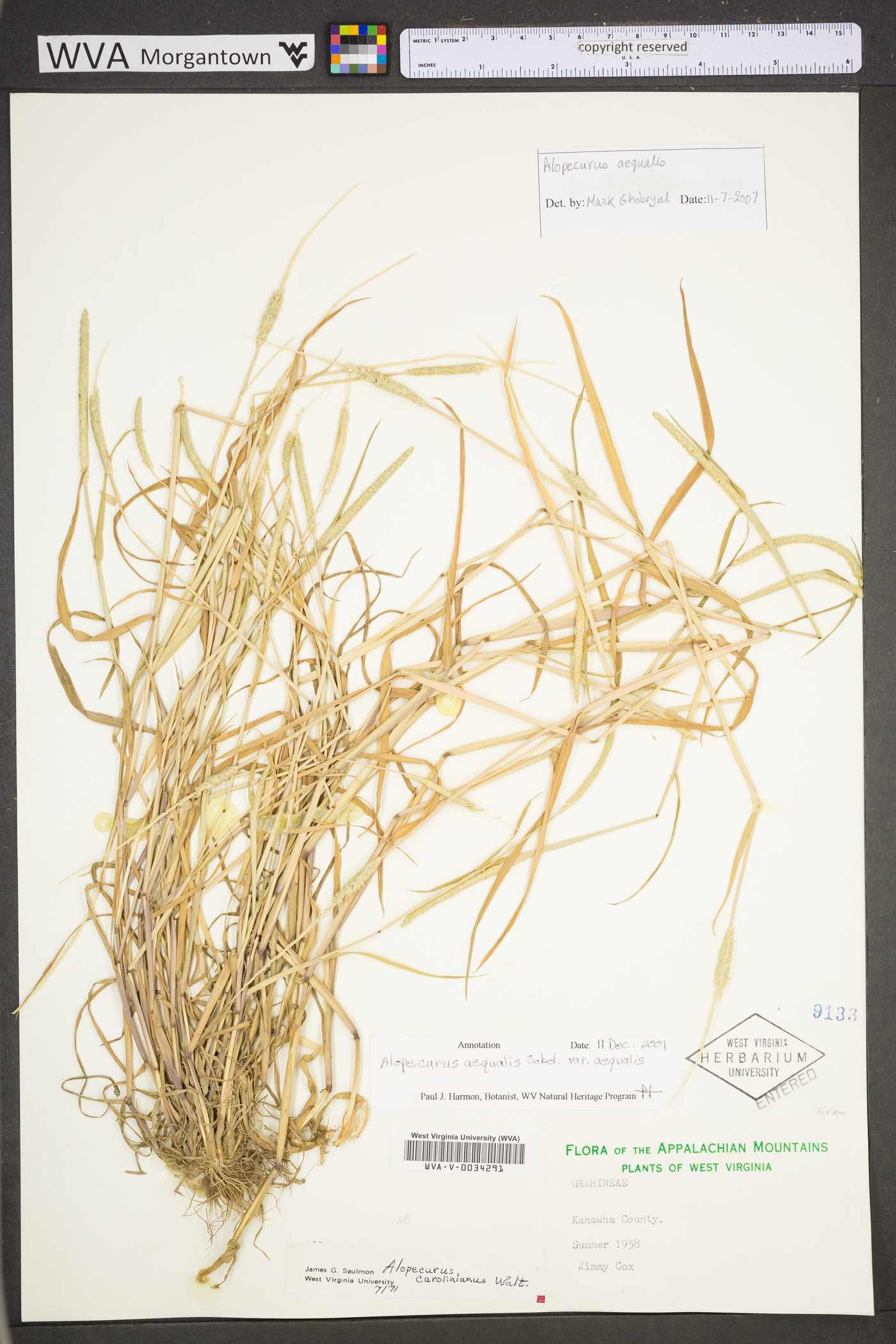 Alopecurus aequalis var. aequalis image