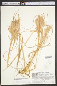 Andropogon glomeratus var. glomeratus image